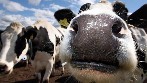 Cows on the Drumduan farm near Nairn