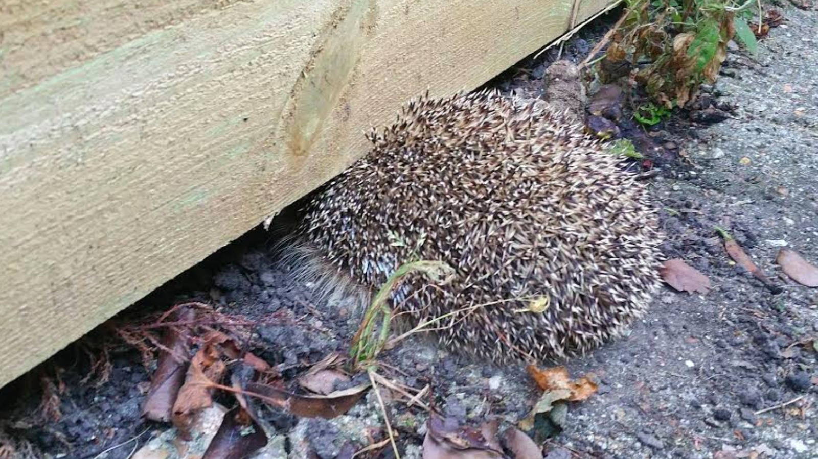Hedgehog rescued after getting head stuck under fence Meridian ITV News