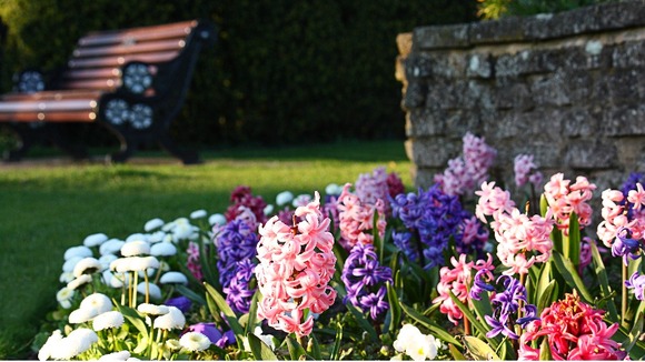 Spring flowers at the Priory Church, Dunstable, Bedfordshire