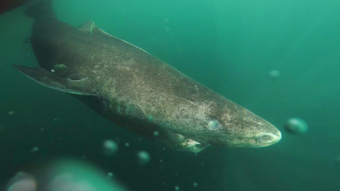 400yearold Greenland shark has longest life expectancy 'of all
