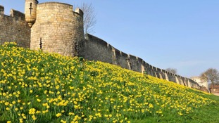 Daffodils York Mike Dobson
