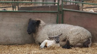 Lambs on one of the region's farms