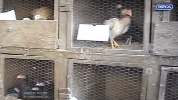 Cockrels