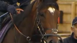 Frankel