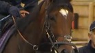 Frankel
