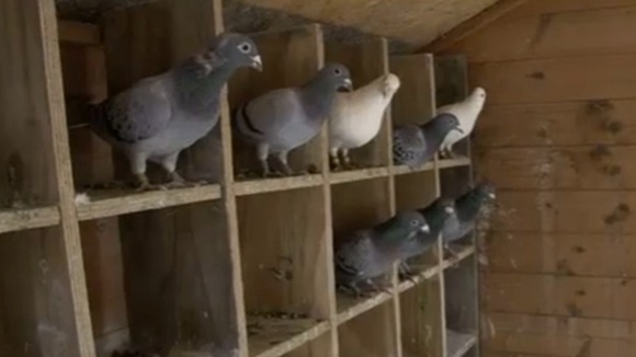 Homing pigeons