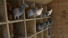 Homing pigeons
