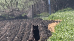 A black fox in Bassingbourn