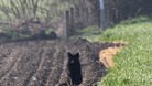 A black fox in Bassingbourn