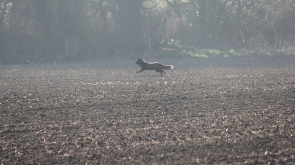 A black fox in Bassingbourn