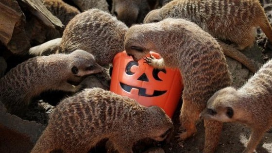 Meerkats eat from pumpkin bucket