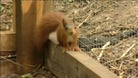 Red squirrel