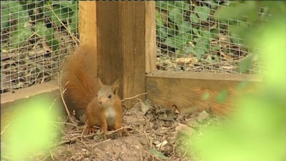 Red squirrel