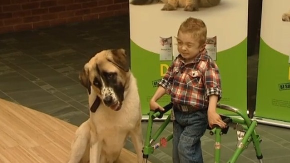Haatchi and Owen