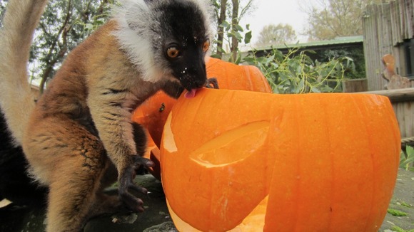 Lemur