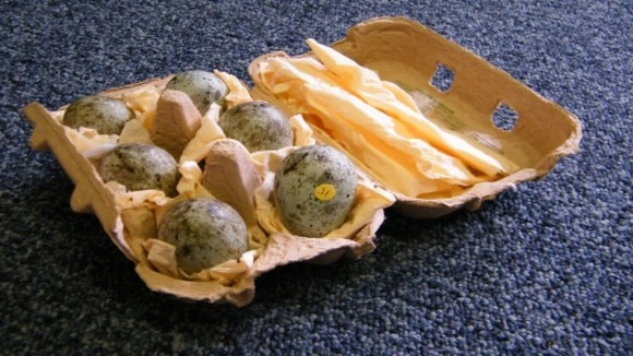 Raven eggs found at the home of retired police officer Michael Upson in Suffolk