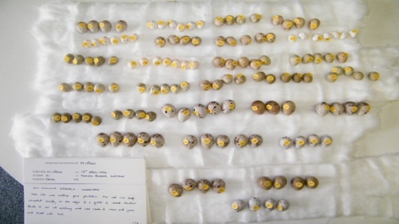 Part of the collection of wild bird eggs including woodlark eggs found at the home of Micheal Upson.