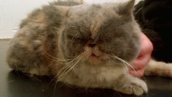 Penolope, a cat who survived a six-mile journey sitting on a van's engine who is now being treated for burns and a fractured jaw.