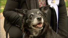 Therese Coffey's dog Rizzo