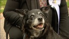 Therese Coffey's dog Rizzo