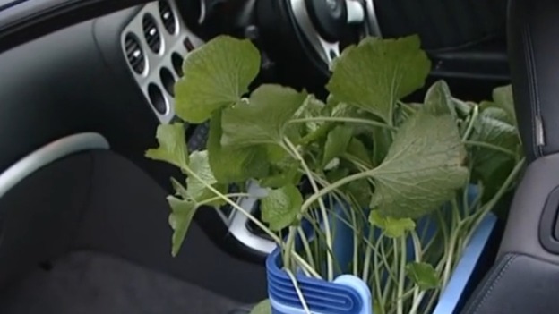Mystery plant