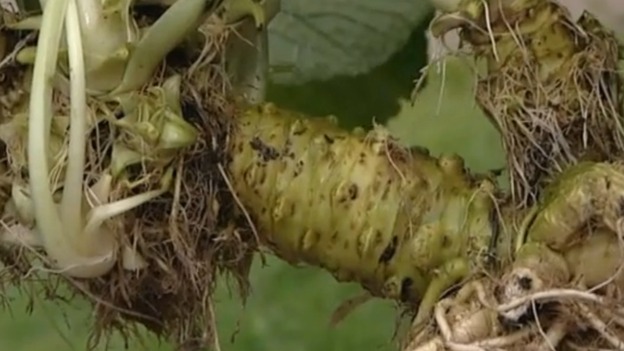 Mystery plant