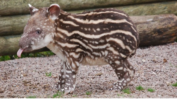 The female Brazilian tapir is just a week old.
