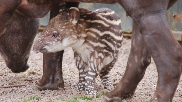 The female calf does not yet have a name.