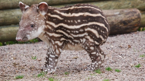 The Brazilian tapir eats leaves, fruits and crops