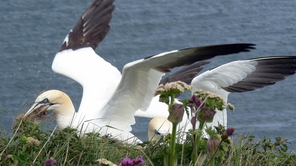 Gannet Bempton Cliffs