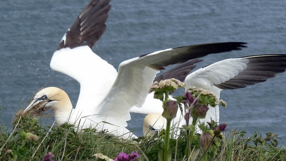 Gannet Bempton Cliffs