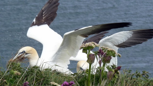 Gannet Bempton Cliffs