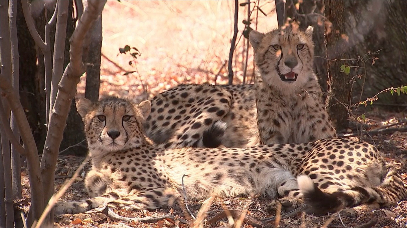 Illegal cheetah trade threatens to 'wipe out species completely' ITV News