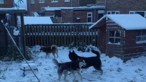 Huskies Ruby, Keira & Miska