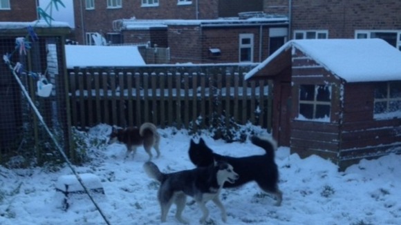 Huskies Ruby, Keira and Miska from Tow Law.