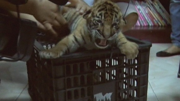 A tiger cubs growling on a crate