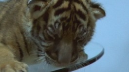 One of the tiger cubs found on the truck driver's back seat