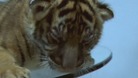 One of the tiger cubs found on the truck driver's back seat