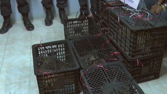 The tiger cubs packed into crates