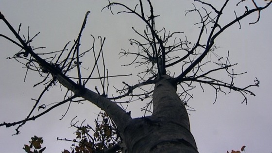 Ash tree