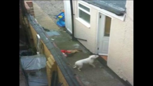 A neighbour filmed Dodger being mistreated