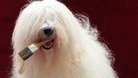 The Old English Sheepdog has been the Dulux brand mascot for 50 years