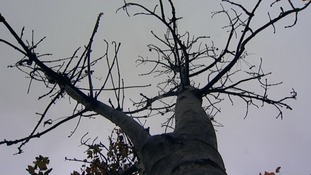 Ash tree imports to be banned