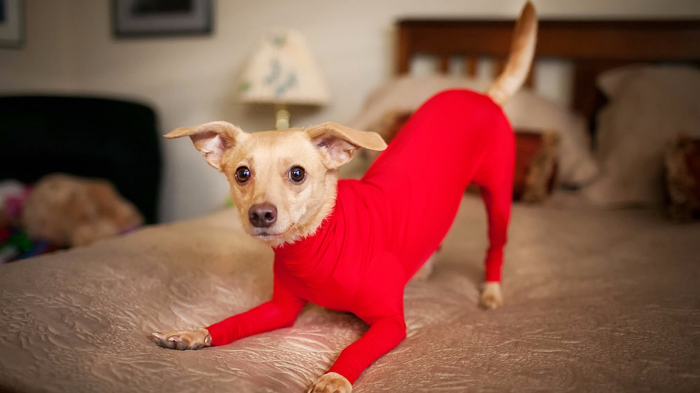 Tired of your dog's hair everywhere? This may be a solution to stop the