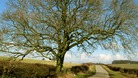 Ash tree