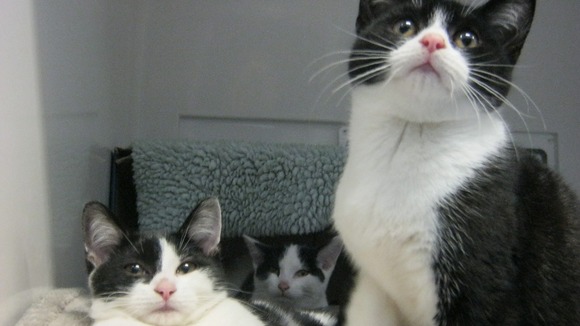 Cats recovering