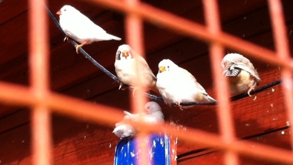 Scores of birds were stolen or killed in the attack
