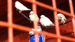 Scores of birds were stolen or killed in the attack