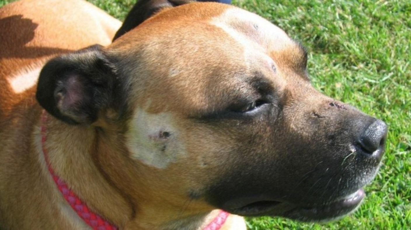 Dog involved in attack was Staffordshire Bull Terriertype Anglia