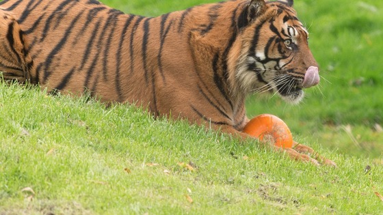 Tiger